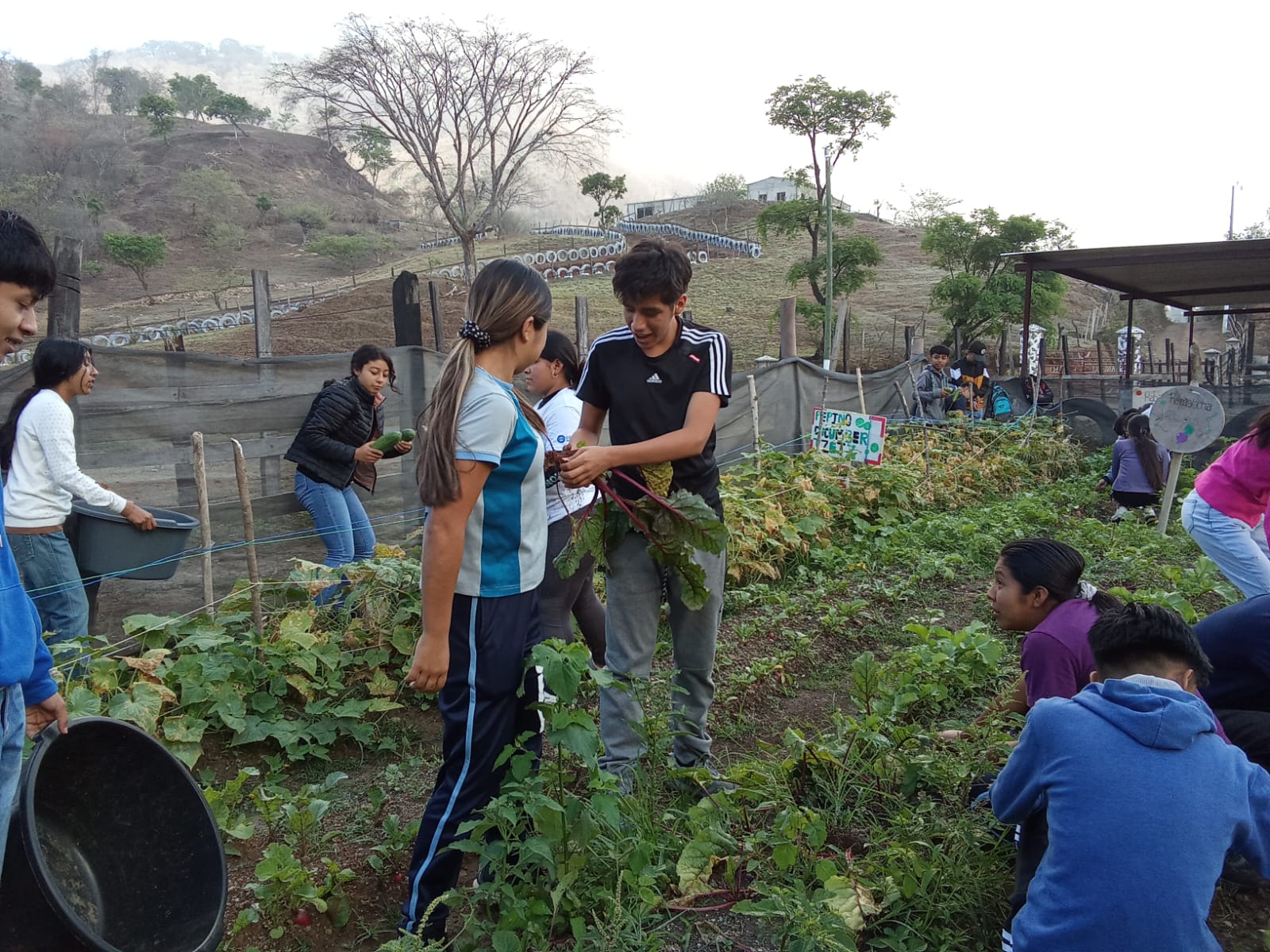 Youth gardening